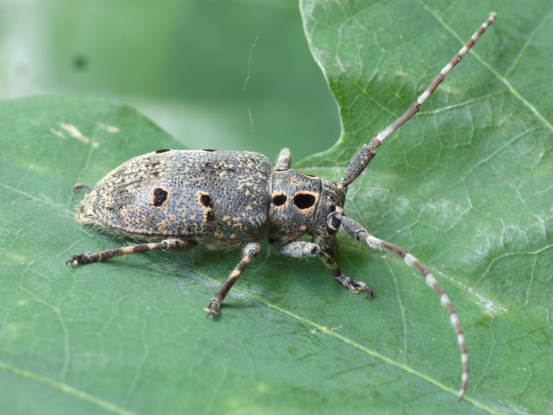 Mesosa curculionoides (Linnaeus, 1761)